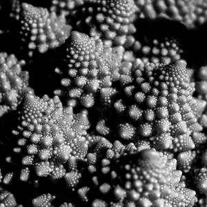 Preview wallpaper romanesco cabbage, fractal, macro, black and white