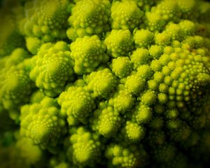 Preview wallpaper romanesco, fractal, spirals, green