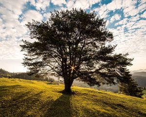 Preview wallpaper romania, campulung, tree, grass, sky, light