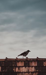 Preview wallpaper roof, bird, magpie