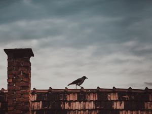 Preview wallpaper roof, bird, magpie