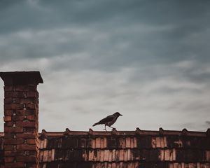 Preview wallpaper roof, bird, magpie