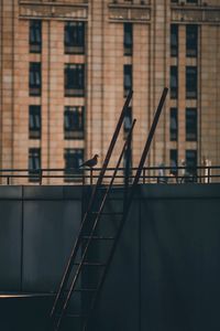 Preview wallpaper roof, stairs, building, dove, bird