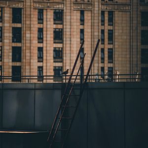 Preview wallpaper roof, stairs, building, dove, bird