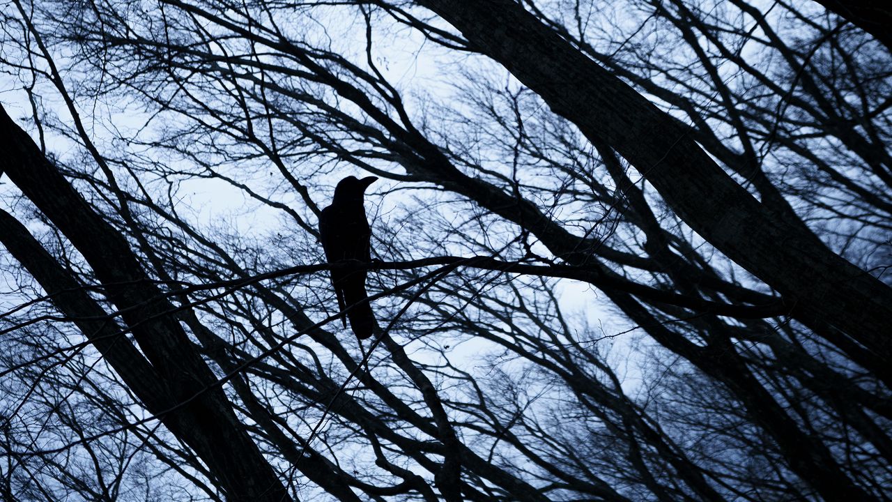 Wallpaper rook, bird, branches