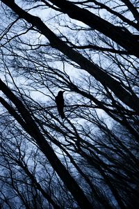 Preview wallpaper rook, bird, branches