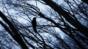 Preview wallpaper rook, bird, branches