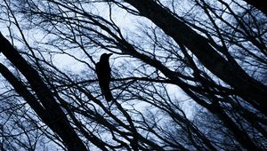 Preview wallpaper rook, bird, branches