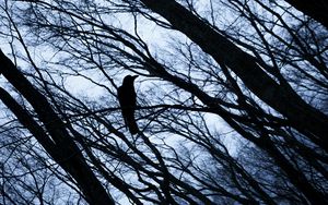 Preview wallpaper rook, bird, branches