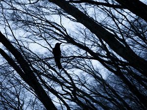 Preview wallpaper rook, bird, branches