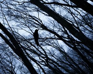 Preview wallpaper rook, bird, branches