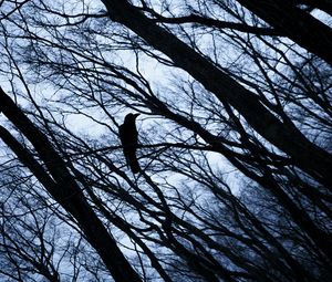 Preview wallpaper rook, bird, branches