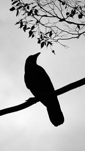 Preview wallpaper rook, bird, silhouette, branch