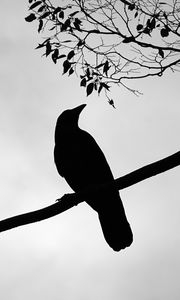 Preview wallpaper rook, bird, silhouette, branch