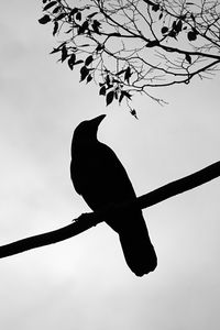 Preview wallpaper rook, bird, silhouette, branch