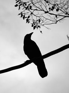 Preview wallpaper rook, bird, silhouette, branch