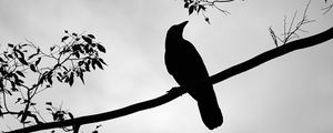 Preview wallpaper rook, bird, silhouette, branch