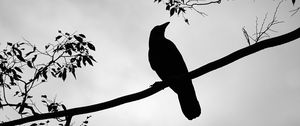 Preview wallpaper rook, bird, silhouette, branch