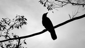 Preview wallpaper rook, bird, silhouette, branch