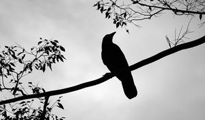 Preview wallpaper rook, bird, silhouette, branch