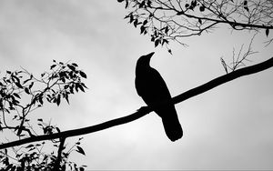 Preview wallpaper rook, bird, silhouette, branch