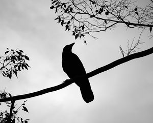 Preview wallpaper rook, bird, silhouette, branch