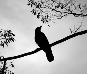 Preview wallpaper rook, bird, silhouette, branch