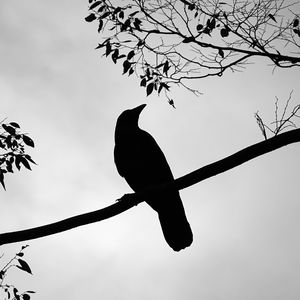 Preview wallpaper rook, bird, silhouette, branch