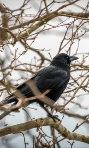 Preview wallpaper rook, branches, bird