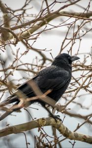 Preview wallpaper rook, branches, bird