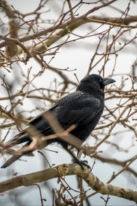 Preview wallpaper rook, branches, bird