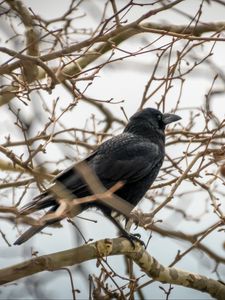 Preview wallpaper rook, branches, bird