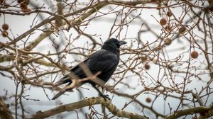 Preview wallpaper rook, branches, bird