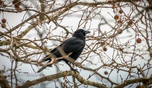 Preview wallpaper rook, branches, bird