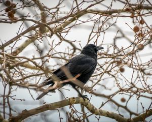 Preview wallpaper rook, branches, bird