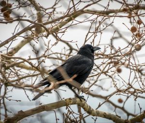 Preview wallpaper rook, branches, bird