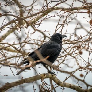 Preview wallpaper rook, branches, bird