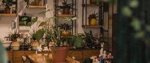 Preview wallpaper room, houseplants, plants, comfort