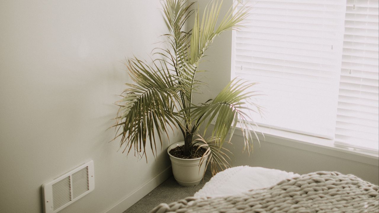 Wallpaper room, plant, interior, minimalism