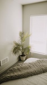 Preview wallpaper room, plant, interior, minimalism