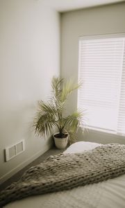 Preview wallpaper room, plant, interior, minimalism