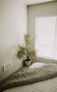 Preview wallpaper room, plant, interior, minimalism