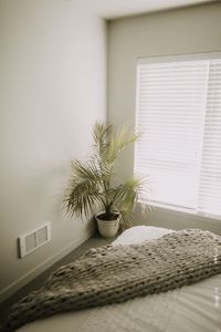 Preview wallpaper room, plant, interior, minimalism