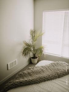Preview wallpaper room, plant, interior, minimalism