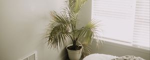 Preview wallpaper room, plant, interior, minimalism