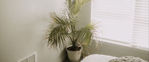 Preview wallpaper room, plant, interior, minimalism