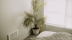 Preview wallpaper room, plant, interior, minimalism