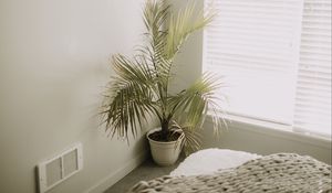 Preview wallpaper room, plant, interior, minimalism