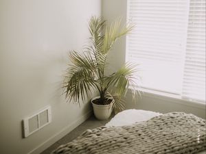 Preview wallpaper room, plant, interior, minimalism