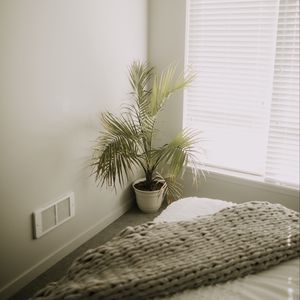 Preview wallpaper room, plant, interior, minimalism